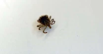 Mulher morre de febre maculosa no ABC; carrapatos foram encontrados em cães da vítima