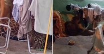 Onça-pintada invade casa, se esconde embaixo do varal, e surpreende família em Foz do Iguaçu: 'Ajoelhei e orei'