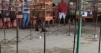Polícia detém 16 pessoas e encerra torneio ilegal de aves silvestres em Jaboatão (PE)