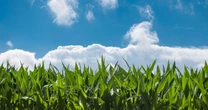 Indústria química impulsiona fertilizantes sustentáveis