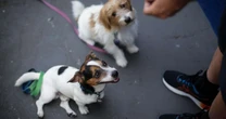 SP endurece punições para maus-tratos a animais e multas podem chegar a R$ 50 mil; veja regras