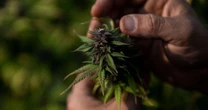 Quando o Brasil exportava maconha: o passado de um comércio esquecido