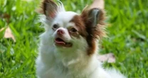 Ladrões invadem casa e furtam seis chihuahuas avaliados em R$ 90 mil no Litoral Norte