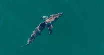 Vídeo mostra tubarão nadando após atacar banhista que ficou gravemente ferida