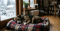 Novo Hamburgo reforça lar temporário para cães no inverno; saiba como participar