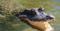 Refúgio de crocodilos: como projeto bilionário virou cidade-fantasma na Malásia
