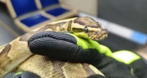 EUA: tutor causa tumulto em trem após fuga de cobra de estimação
