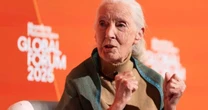 Morre aos 91 anos Jane Goodall, cientista pioneira que revolucionou o estudo dos chimpanzés