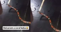 Jovem tortura cobra, publica vídeo nas redes e é processado