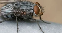 Descubra o repelente natural contra moscas que ninguém conta: sem cheiro e perfeito para refeições
