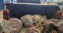 Operação apreende 100 kg de carne irregular em Santo Ângelo