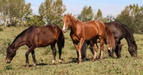 Ministério amplia investigação sobre morte de cavalos por ração; óbitos sobem para 238