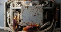 Saiba qual é o equipamento da cozinha que mais atrai baratas e como evitar infestação