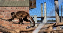 Chica, a macaca que escapou do tráfico vira mascote do Comando Ambiental em Porto Alegre