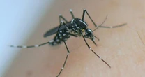Mais de 500 casos de transmissão local de chikungunya foram registrados na França em 2025