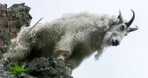 Vídeo de cabras descendo árvore na vertical intriga a web e surpreende especialistas