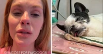 Bárbara Evans entra em desespero ao ver cachorro tendo convulsão: 'Foi traumático'