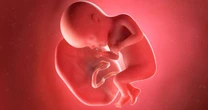 Lixo hospitalar ou remédio milagroso? Como entender o tráfico de placentas humanas