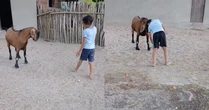 Um 'pet' nada comum: amizade entre menino e bode conquista a internet