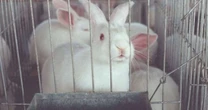 Entidades de defesa dos animais comemoram proibição de testes cosméticos em vertebrados vivos