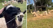 Relatório do MPF sugere que lhamas apreendidas no Acre sejam abatidas