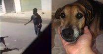 Cachorro esfaqueado por motociclista é colocado para adoção em MG: 'Não pode voltar para a rua'