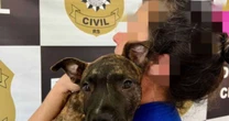 Polícia recupera cachorro Pitbull furtado e o devolve à sua tutora no RS