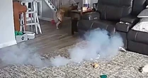 Cachorro provoca incêndio ao mastigar bateria de íon-lítio nos Estados Unidos