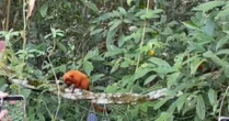 Micos-leões-dourados resgatados do tráfico são devolvidos à natureza