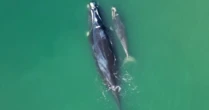 Fotógrafo registra momento fofo entre baleia e filhote em praia de SC