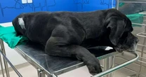 Cão baleado em megaoperação no Rio recebe alta após passar por cirurgia