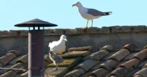 Instantes antes da fumaça branca, par de gaivotas com um filhote chegaram na chaminé