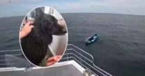 Cão à deriva em caiaque é resgatado após percorrer quase 5 km no mar na Inglaterra