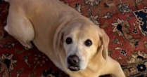 'É muito rápido', diz tutora sobre morte de cão com sintomas de envenenamento no Rio
