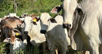 Do pasto ao prato: adesão de pequenos produtores desafiarastreabilidadeda pecuária na Amazônia