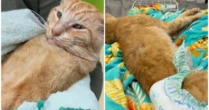 Gato é baleado com chumbinho no RJ e precisa passar por cirurgia