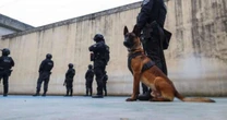Mais de 200 cães operacionais ganham proteção e reforço na segurança das unidades prisionais do RS