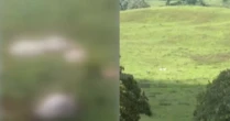 Suspeitos invadem, abatem e deixam os restos de 7 vacas em fazenda na Bahia