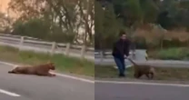 Vídeo mostra homem puxando onça viva pelo rabo no meio de rodovia no interior de SP; assista