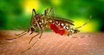 'Vacina do Butantan contra dengue seria aprovada em qualquer lugar do mundo', diz ex-diretor da Anvisa