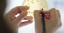 Probióticos em vez de antibióticos na produção animal