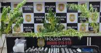 Polícia Civil descobre plantação de maconha no bairro Sarandi em Porto Alegre