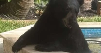 Urso invade varanda, deita em banheira de hidromassagem e dorme em sofá na varanda de casa nos EUA