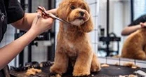 Profissão grooming está muito além de banho e tosa de pet