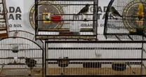 Brigada Militar resgata sete pássaros mantidos em cativeiro ilegal no RS