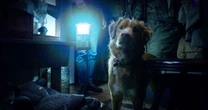 O terror que fez as buscas por 'o cachorro morre no final?' crescerem 2000%