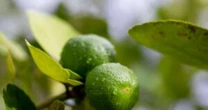 O segredo do prego no limoeiro: estimula o crescimento ou prejudica a planta?