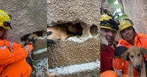Cão é resgatado após ficar dois dias entre muros de casas no interior de MG