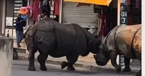 Rinocerontes brigam no meio da rua no Nepal e assustam turistas; veja vídeo