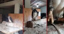 PF conclui inquérito e indicia seis pessoas por desvio de aves silvestres no Ibama-RS